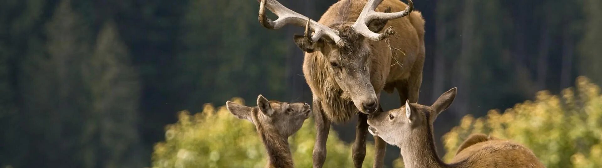 Wildpark Aurach